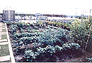 屋上緑化の造園イメージ2